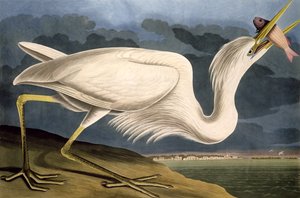 Storhäger, från "Birds of America", graverad av Robert Havell (1793-1878) 1835 av John James Audubon