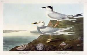 Havells tärna och Trudeaus tärna, 1838 av John James Audubon