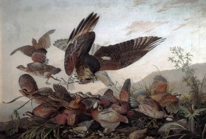 Hökar attackerar rapphöns, 1826