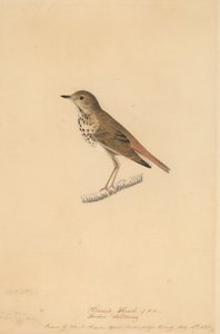 Eremittrast, 1820. av John James Audubon