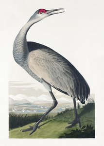Ringtrana ur *Birds of America* (1827) av John James Audubon