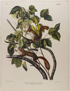 swed av John James Audubon