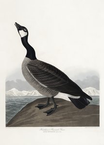 Hutchins’ skarvgås ur *Birds of America* (1827) av John James Audubon