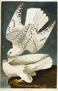 Island eller Jer Falcon. Gyrfalcon av John James Audubon