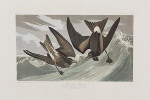 Illustration från "Birds of America" av John James Audubon