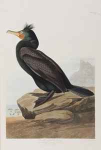 Illustration från "Birds of America" av John James Audubon