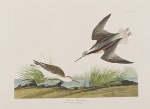 Illustration från "Birds of America" av John James Audubon