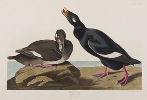 Illustration från "Birds of America" av John James Audubon
