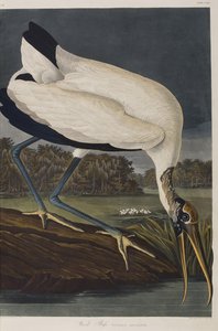 Illustration från "Birds of America" av John James Audubon