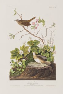 Illustration från "Birds of America" av John James Audubon