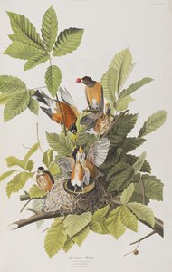 Illustration från "Birds of America" av John James Audubon