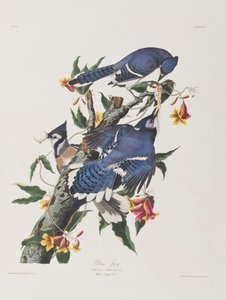 Illustration från "Birds of America" av John James Audubon