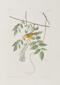 Illustration från "Birds of America" (Fåglar i Amerika) av John James Audubon