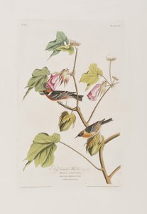 Illustration från "Birds of America" av John James Audubon
