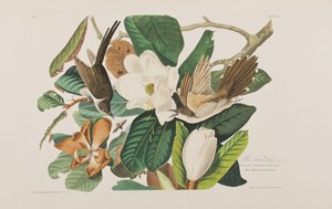 Illustration från "Birds of America" av John James Audubon