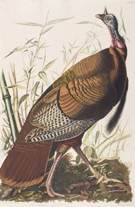 Illustration från "Birds of America" av John James Audubon
