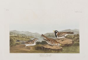 Illustration från "Birds of America" av John James Audubon
