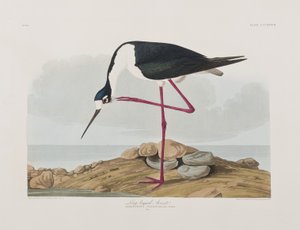 Illustration från "Birds of America" av John James Audubon