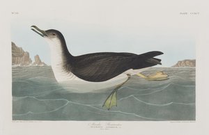 Illustration från "Birds of America" av John James Audubon