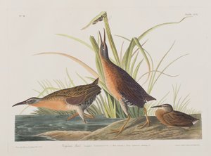 Illustration från "Birds of America" (Fåglar i Amerika) av John James Audubon