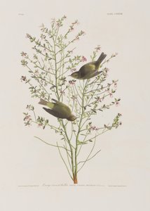Illustration från "Birds of America" av John James Audubon