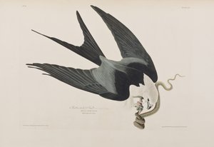 Illustration från "Birds of America" av John James Audubon