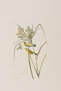 Illustration från "Birds of America" av John James Audubon