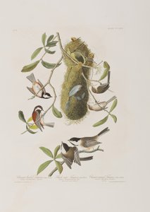 Illustration från "Birds of America" av John James Audubon