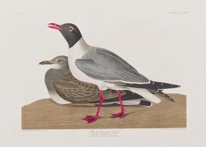 Illustration från "Birds of America" av John James Audubon
