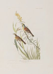 Illustration från "Birds of America" av John James Audubon