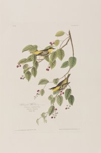 Illustration från "Birds of America" av John James Audubon