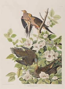 Illustration från "Birds of America" av John James Audubon