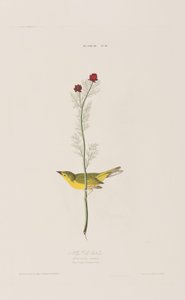 Illustration från "Birds of America" av John James Audubon