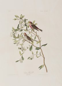 Illustration från "Birds of America" av John James Audubon