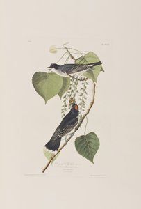 Illustration från "Birds of America" av John James Audubon