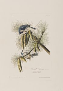 「バーズ オブ アメリカ」スウェーデン語のイラスト av John James Audubon