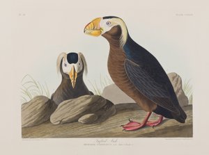 Illustration från "Birds of America" av John James Audubon