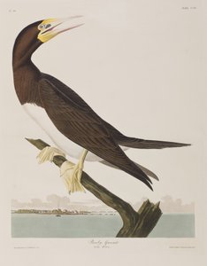Illustration från "Birds of America" av John James Audubon