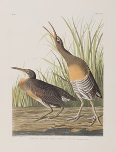 Illustration från "Birds of America" av John James Audubon