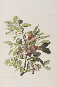Illustration från "Birds of America" av John James Audubon