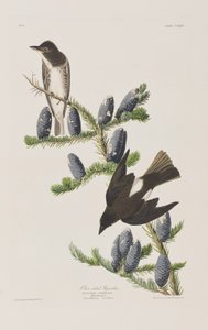 Illustration från "Birds of America" av John James Audubon