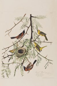 Illustration från "Birds of America" av John James Audubon