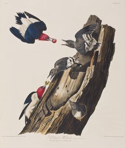 Illustration från "Birds of America" av John James Audubon