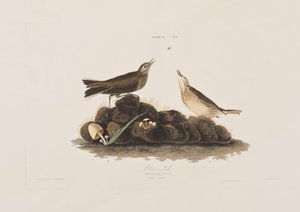 Illustration från "Birds of America" av John James Audubon