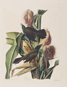 Illustration från "Birds of America" av John James Audubon