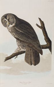 Illustration från "Birds of America" av John James Audubon