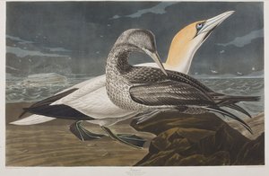 Illustration från "Birds of America" av John James Audubon