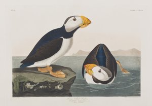Illustration från "Birds of America" av John James Audubon