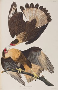 Illustration från "Birds of America" av John James Audubon