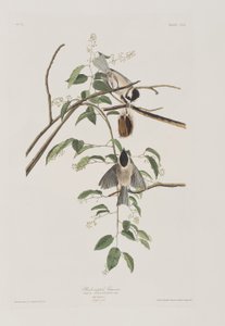 Illustration från "Birds of America" av John James Audubon